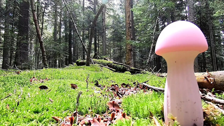 Naughty Fairy Girl Noochka Masturbates Hard in the Jungle - Solo Orgasm Fantasy