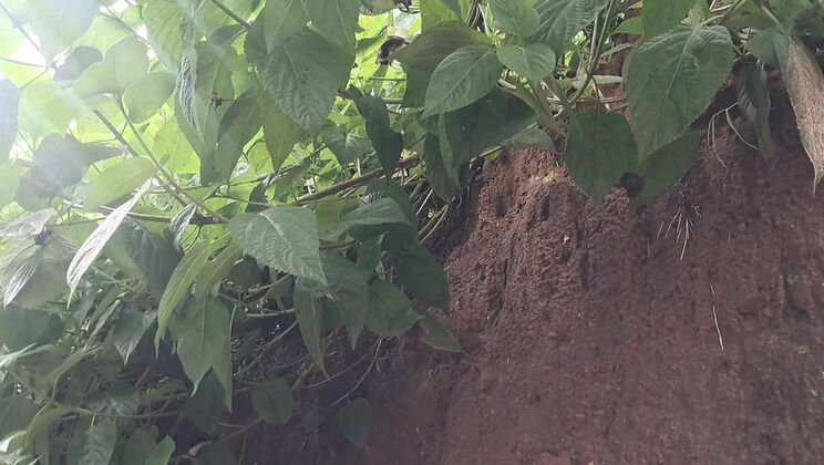 Village Girl Tight Pussy - Trilokinath Fucks Horny Indian Teen