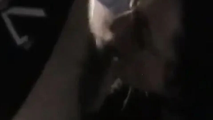 Vintage Gangbang Casting: Glasses Girl Takes Anal & Cum in Mouth Toilet Blowjob